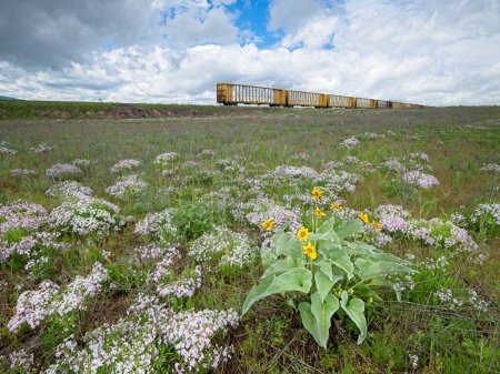 Ein Landschaftsfoto von einem Feld mit Wildblumen einschließlich Pfeilblättriger Balsamwurzel und lila Immergrün mit verlassenen Eisenbahnwaggons im Hintergrund.