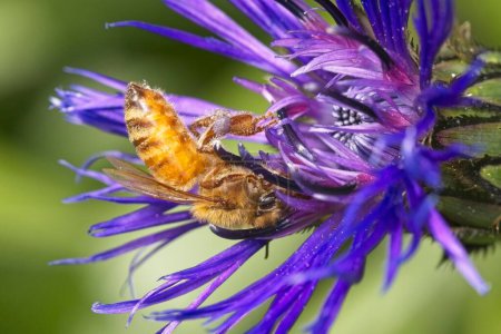 Una pequeña abeja cuelga boca abajo mientras recoge polen en un jardín público en el norte de Idaho.