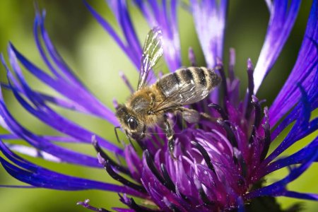 A small honey bee gathers pollen from a purple flower in a public garden in north Idaho.