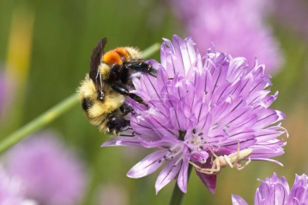 Orange belted bumblebee gathers pollen from a flowering onion in north Idaho.