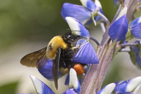 A close up photo of an orange belted bumble bee gathering pollen from flowers in north Idaho.