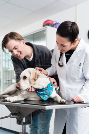 Kobieta weterynarii bada uroczy labrador w szpitalu