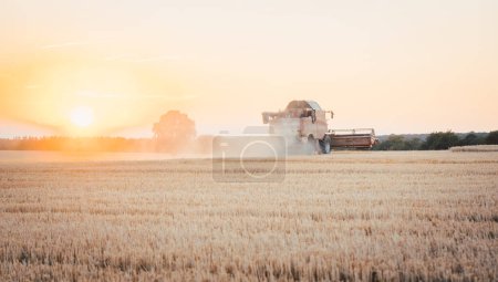 Photo for Combine harvester harvesting wheat during sunset on a summer day - Royalty Free Image
