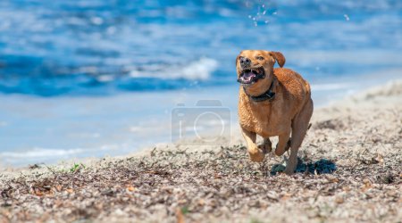 Téléchargez les photos : Sur les rives ensoleillées de Playa del Garagol à Majorque, Islas Baleares, un chien mouillé se précipite joyeusement le long du bord de l'eau. Gloussant de sa récente trempette, le chien incarne l'essence d'une journée sans soucis et ensoleillée à la plage - en image libre de droit