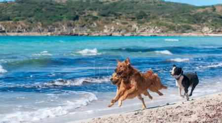 An einem sonnigen Tag an der Playa del Caragol auf Mallorca rasen drei Hunde energisch am Ufer entlang. Ihre verspielten Striche, begleitet vom schimmernden Meer und dem strahlenden Sonnenlicht, verkörpern einen Moment purer Freude und Freiheit.