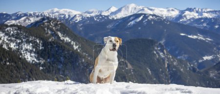 Photo for A loyal dog stands guard over the snowy expanse, its sturdy stance and attentive gaze embodying the spirit of the alpine wilderness. Behind it, the vast mountain range stretches under a clear blue sky, a testament to the serene grandeur of the natura - Royalty Free Image