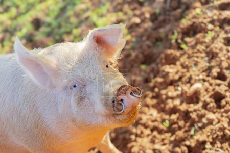 Une vue rapprochée capture le regard doux d'un cochon rose profitant du soleil chaud, avec une toile de fond de terre riche et texturée qui ajoute de la profondeur à la scène pastorale