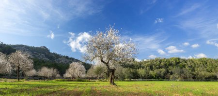 Photo for Almond trees in full bloom present a breathtaking spectacle in the heart of a lush orchard, with the blossoms catching the soft glow of the spring sun. The verdant meadow, bordered by a dense forest and a clear blue sky, offers a serene and rejuvenat - Royalty Free Image