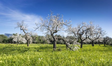 Antiguos almendros, con sus ramas retorcidas que alcanzan el cielo, están adornados con delicadas flores blancas, bailando en la suave brisa sobre un campo vibrante
