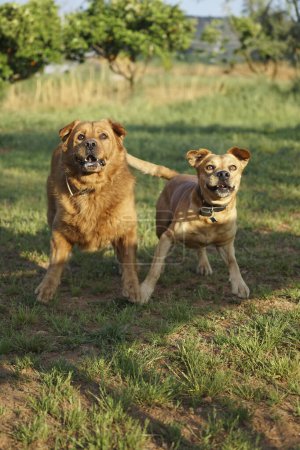                           Ein Paar überschwänglicher Hunde vergnügt sich im Freien, wobei die Sonne ein goldenes Licht wirft     