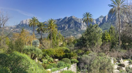 Lush greenery and towering palms grace this serene valley garden, with the rugged Serra de Tramuntana looming in the distance