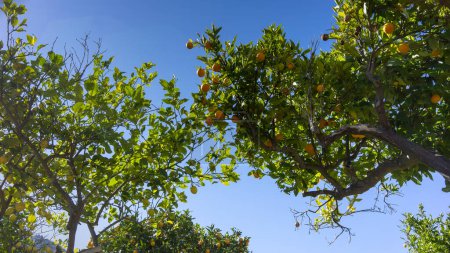 Sonnendurchflutete orangefarbene Zweige umrahmen einen strahlend blauen Himmel und präsentieren eine lebendige Palette der Natur auf den Balearen