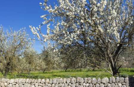 A captivating almond tree in full bloom stands guard over a traditional stone wall, under the bright blue sky of Majorca