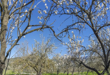 Almond trees dressed in delicate blooms sway beneath the clear Mediterranean sky, with the Serra de Tramuntana in the distance