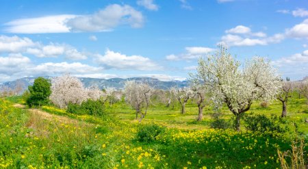 Almendros en plena floración anuncian la llegada de la primavera, frente a un prado vibrante y las lejanas montañas Tramuntana