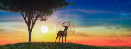 Téléchargez les photos : Un magnifique cerf regarde au loin tandis que le lever du soleil projette une lueur chaude, créant une scène tranquille et pittoresque. - en image libre de droit