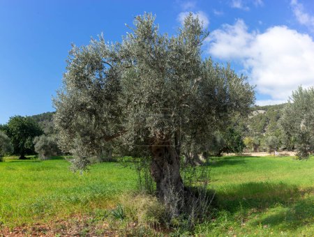 A venerable olive tree, its leaves shimmering in the sunlight, anchors a lush field surrounded by a serene landscape.
