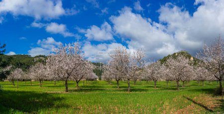 Almond trees adorned with delicate blossoms stand in harmony under a sky dotted with fluffy clouds, overlooking gentle hills.