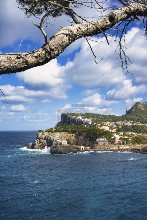 Framed by a gnarled tree, the rocky cliffs of Port de Soller overlook the tranquil Mediterranean Sea against a backdrop of a clear sky.