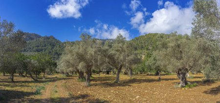 Foto de Antiguos olivos dominan el paisaje de un huerto tradicional, con montañas escarpadas y cielo azul en el fondo. - Imagen libre de derechos
