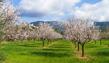 Spring brings a serene orchard to life with almond trees blossoming against a backdrop of majestic mountains and a dynamic sky.