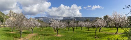 Rows of almond trees in full bloom paint a picturesque scene in a lush valley, framed by a dramatic mountain range and scattered clouds.