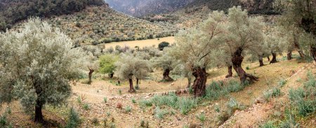 Venerable olive trees stand in an old grove, their silver leaves whispering stories of the Mediterraneans rich history.
