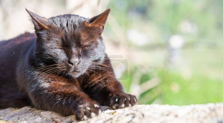 Primer plano de un tranquilo gato negro durmiendo en una superficie de piedra, disfrutando del suave toque de luz solar en su piel.