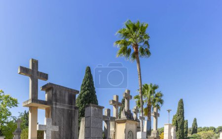 Concrete crosses stand tall amidst palm trees and lush greenery in a quiet, sunlit cemetery.