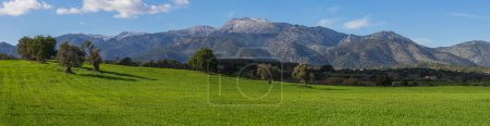 A stunning panoramic landscape featuring the lush green fields and olive groves of Mallorca with the snow-capped Tramuntana Mountains in the backdrop.