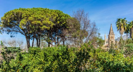Lebendiger Garten voller Orangenbäume, durch den der Kirchturm von Soller lugt, auf Mallorca