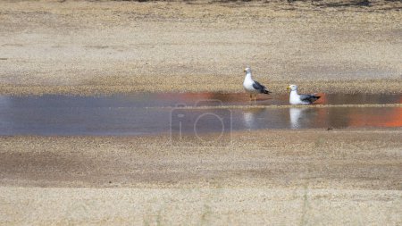 A pair of seagulls relax by a reflective pool, amidst the textured sands of a peaceful beach setting