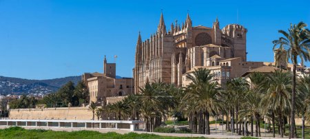 Iconic view of La Seu, the historic Palma Cathedral, basking in sunshine amidst lush palm trees.