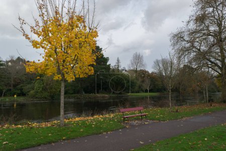Téléchargez les photos : Splendeur automnale : Un arbre orné de feuilles d'or, situé à côté d'un banc rouge vibrant - en image libre de droit