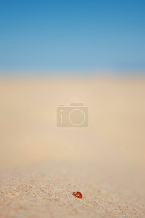 Photo for Ladybug at sand over the Baltic Sea at sunny day. - Royalty Free Image
