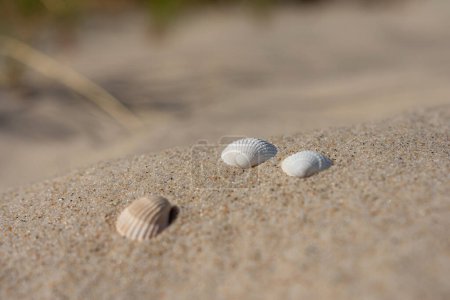 Photo for Shells at sand over the Baltic Sea at sunny day. - Royalty Free Image