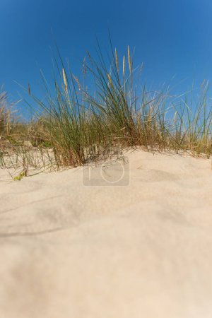 Photo for Sand dunes and grass over the Baltic Sea at sunny day. Beautiful summer landscape with sea view. Hel, Poland - Royalty Free Image