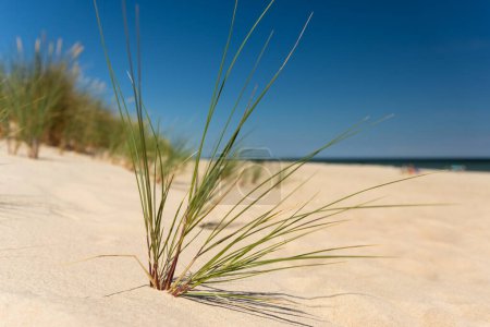 Photo for Sand dunes and grass over the Baltic Sea at sunny day. Beautiful summer landscape with sea view. Hel, Poland - Royalty Free Image