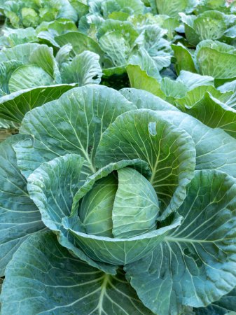 Closeup of the organic cabbage is growing in the vegetable plot near to the countryside house, front view for the background.