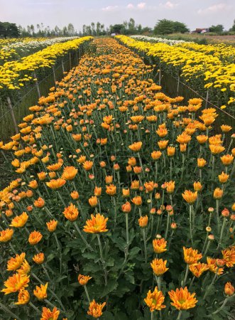 El vibrante crisantemo en la granja local cerca de las filas de flores de crisantemo amarillo, para viajar y la agricultura en el campo, vista frontal con el espacio de copia.