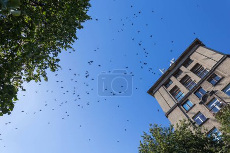 Téléchargez les photos : Troupeau d'oiseaux au-dessus de la maison et des arbres à Kaunas, Lituanie - en image libre de droit
