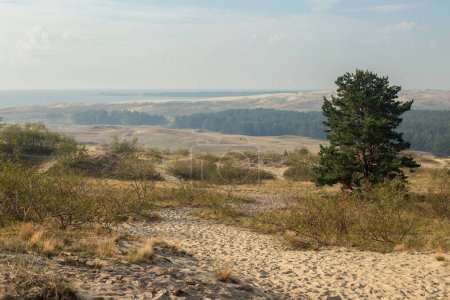 Téléchargez les photos : Nida, Neringa. Lituanie. Nida sable doré dans le brouillard - en image libre de droit