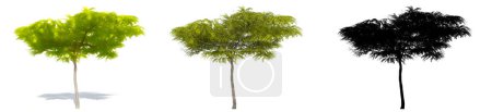 Photo for Set or collection of Honey Mesquite trees, painted, natural and as a black silhouette on white background. Concept or conceptual 3d illustration for nature, ecology and conservation, strength, beauty - Royalty Free Image