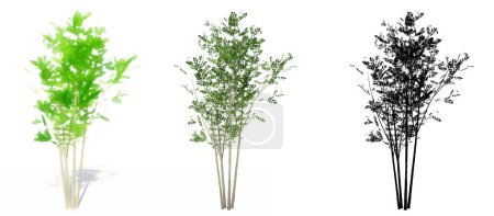 Photo for Set or collection of Evergreen Ash trees, painted, natural and as a black silhouette on white background. Concept or conceptual 3d illustration for nature, ecology and conservation, strength, beauty - Royalty Free Image