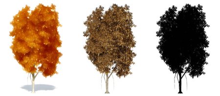 Photo for Set or collection of Ficus trees, painted, natural and as a black silhouette on white background. Concept or conceptual 3d illustration for nature, ecology and conservation, strength and beauty - Royalty Free Image