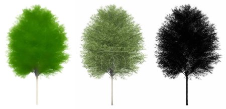Photo for Set or collection of Japanese Zelkova trees, painted, natural and as a black silhouette on white background. Concept or conceptual 3d illustration for nature, ecology and conservation, strength, beauty - Royalty Free Image