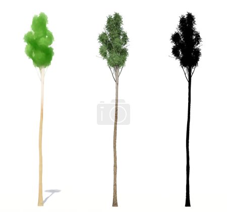 Photo for Set or collection of Common Hazel trees, painted, natural and as a black silhouette on white background. Concept or conceptual 3d illustration for nature, ecology and conservation, strength, beauty - Royalty Free Image