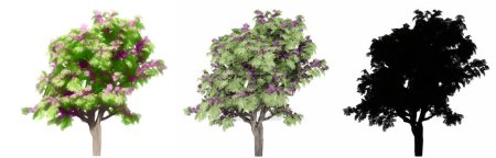 Photo for Set or collection of Jacaranda trees, painted, natural and as a black silhouette on white background. Concept or conceptual 3d illustration for nature, ecology and conservation, strength, beauty - Royalty Free Image