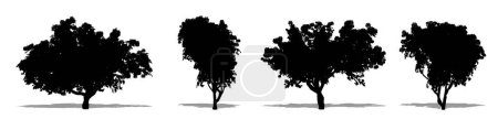 Téléchargez les photos : Ensemble ou collection d'arbres Bougainvilliers en forme de silhouette noire sur fond blanc. Concept ou illustration 3D conceptuelle pour la nature, la planète, l'écologie et la conservation, la force, l'endurance et la beauté - en image libre de droit