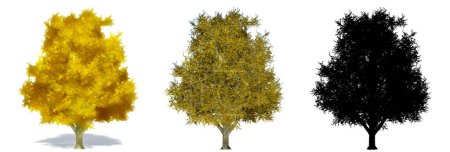 Photo for Set or collection of Ginkho Biloba trees, painted, natural and as a black silhouette on white background. Concept or conceptual 3d illustration for nature, ecology and conservation, strength, beauty - Royalty Free Image